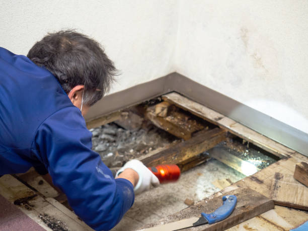 Best Kitchen Mold Remediation in East Troy, WI
