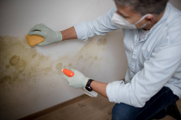 Best Attic Mold Remediation in East Troy, WI
