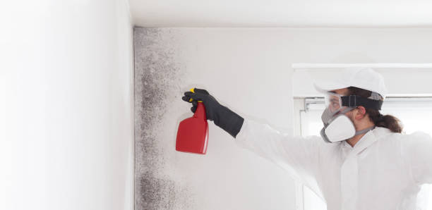 Best Insurance-Related Mold Remediation in East Troy, WI