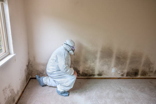 Best Crawl Space Mold Remediation in East Troy, WI