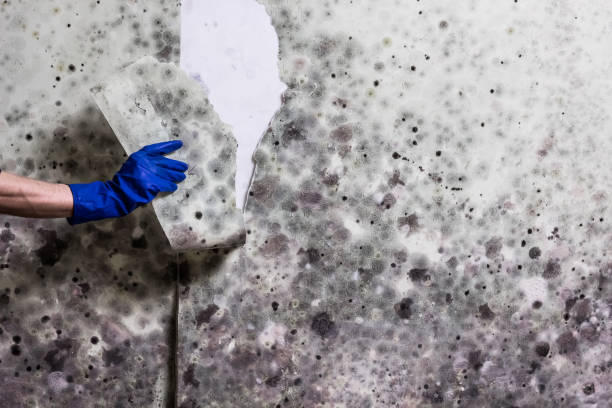 Best Localized Mold Remediation (e.g., coastal areas, humid climates) in East Troy, WI